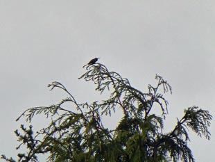 Hummingbird at Lincoln Park