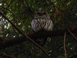 Barred Owl photo by Irene Stewart