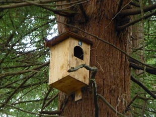 Owl house at Lincoln Park